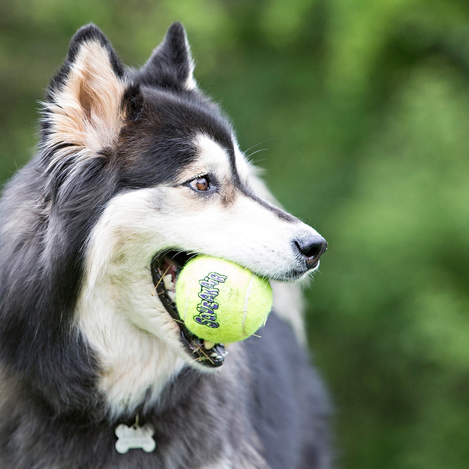 Image of Air KONG Squeaker Tennis Balls for Dogs