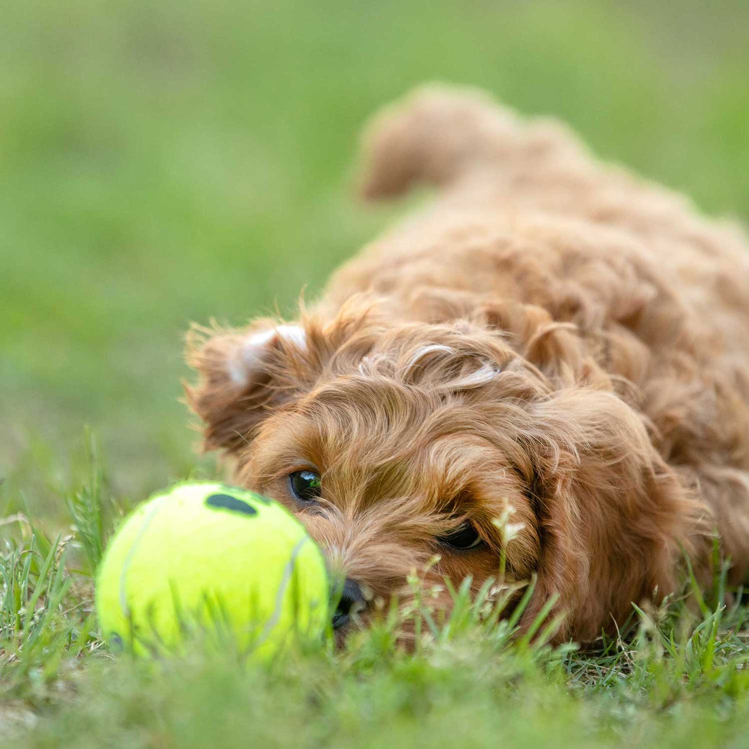Image of Air KONG Squeaker Tennis Balls for Dogs