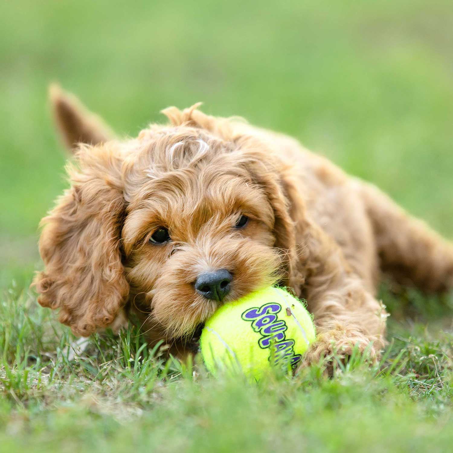 Image of Air KONG Squeaker Tennis Balls for Dogs