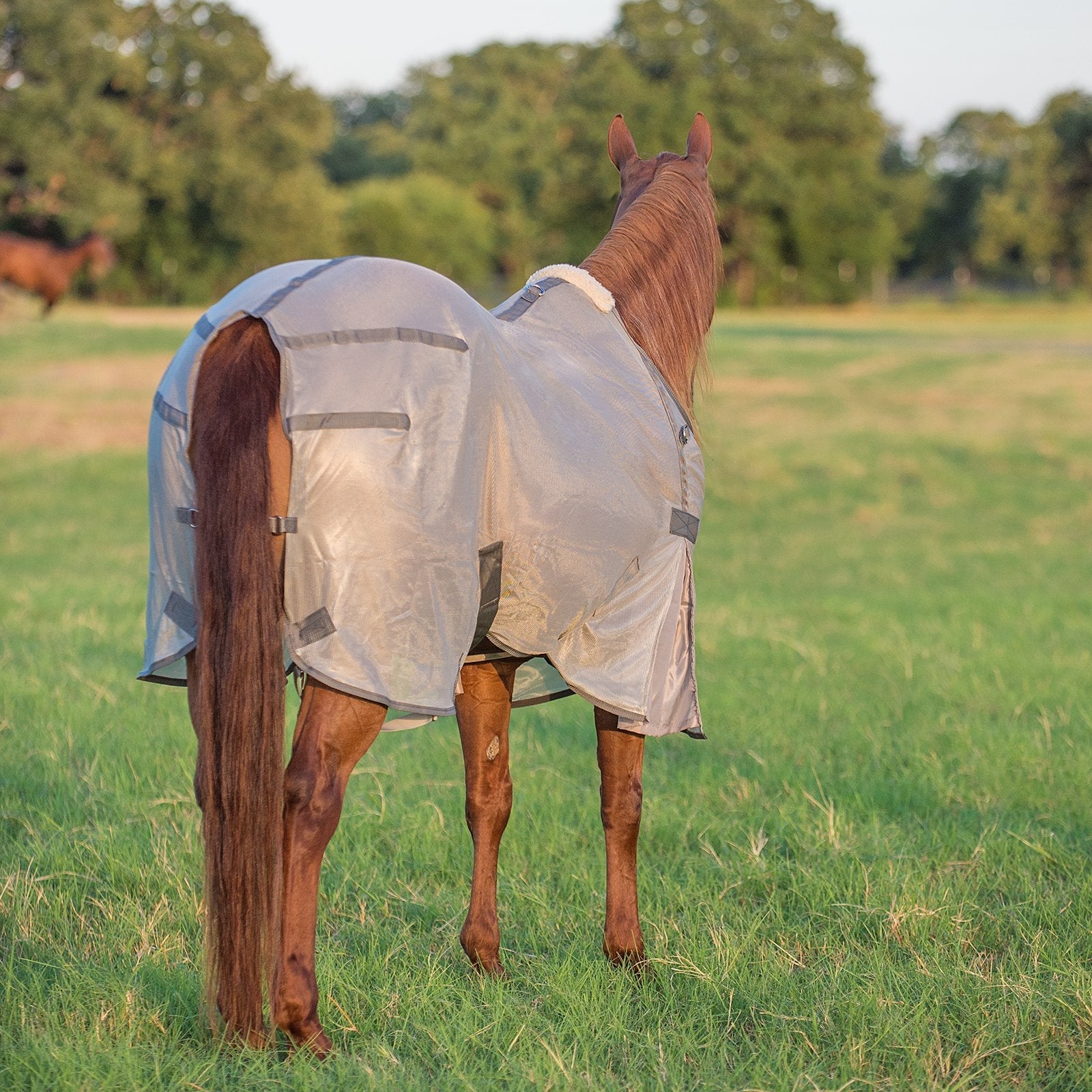 Image of Cashel Economy Standard Neck Fly Sheet for Horses - Lightweight, UV & Insect Protection