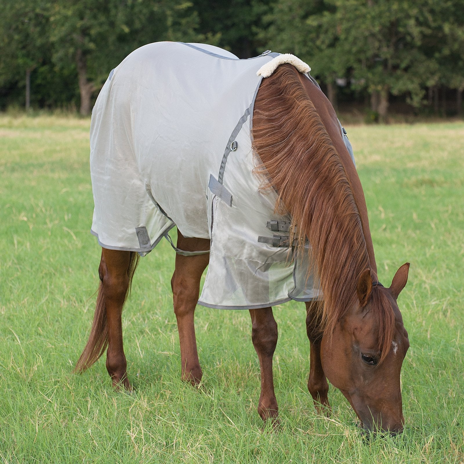 Image of Cashel Economy Standard Neck Fly Sheet for Horses - Lightweight, UV & Insect Protection