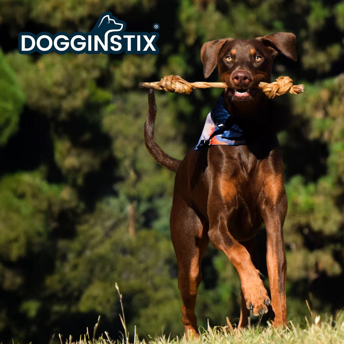 Image of Dogginstix Braided Lamb Collagen Double Knot Dog Chew – Natural, Grass-Fed, Low Fat Treat