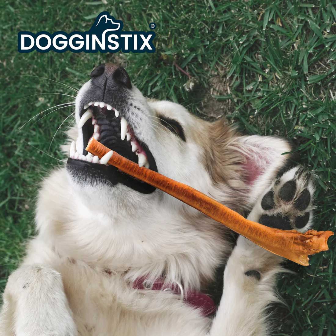 Image of Dogginstix Bully Stick Dog Chew, All-Natural, Grass-Fed Beef, Odor-Free