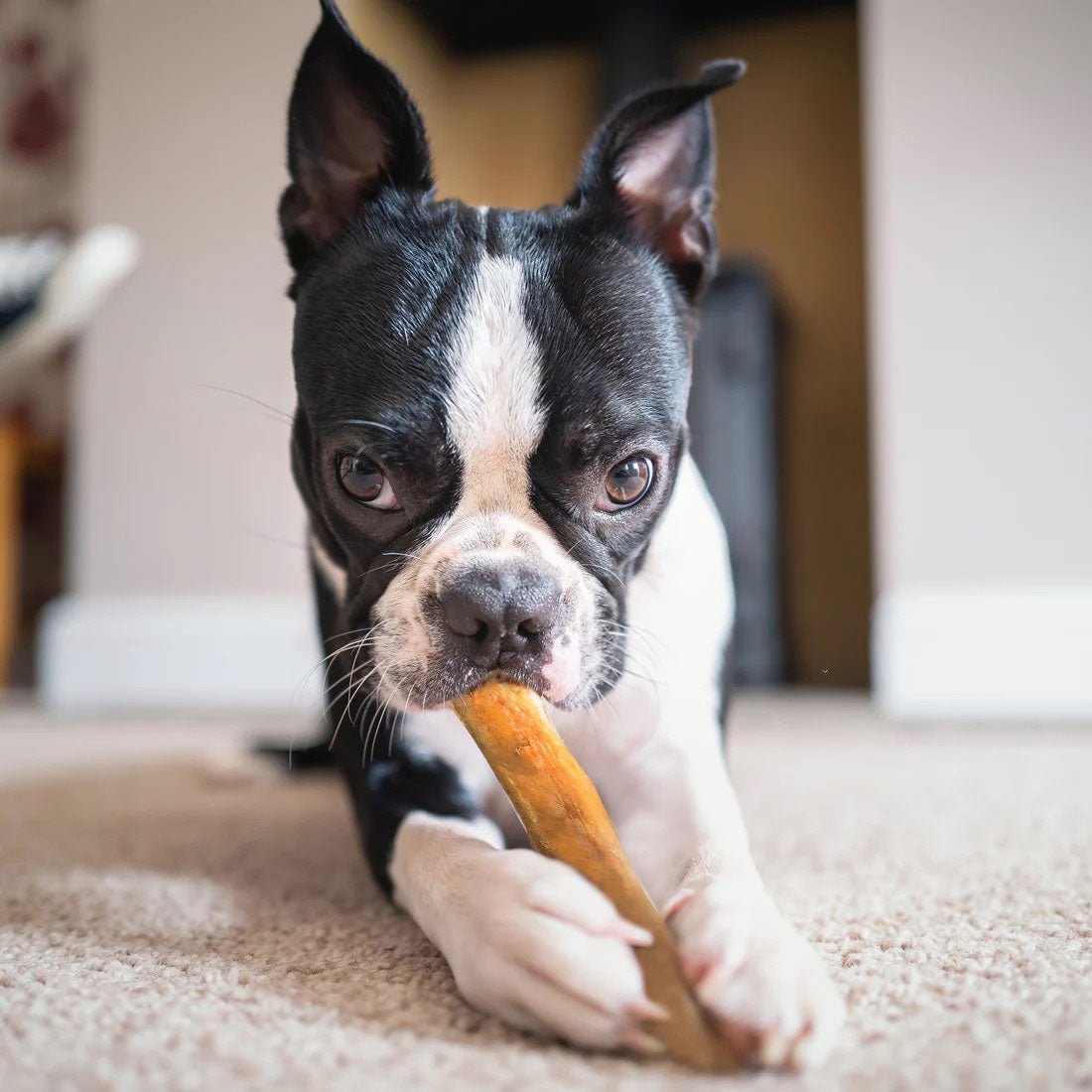 Image of Dogginstix Bully Stick Dog Chew, All-Natural, Grass-Fed Beef, Odor-Free