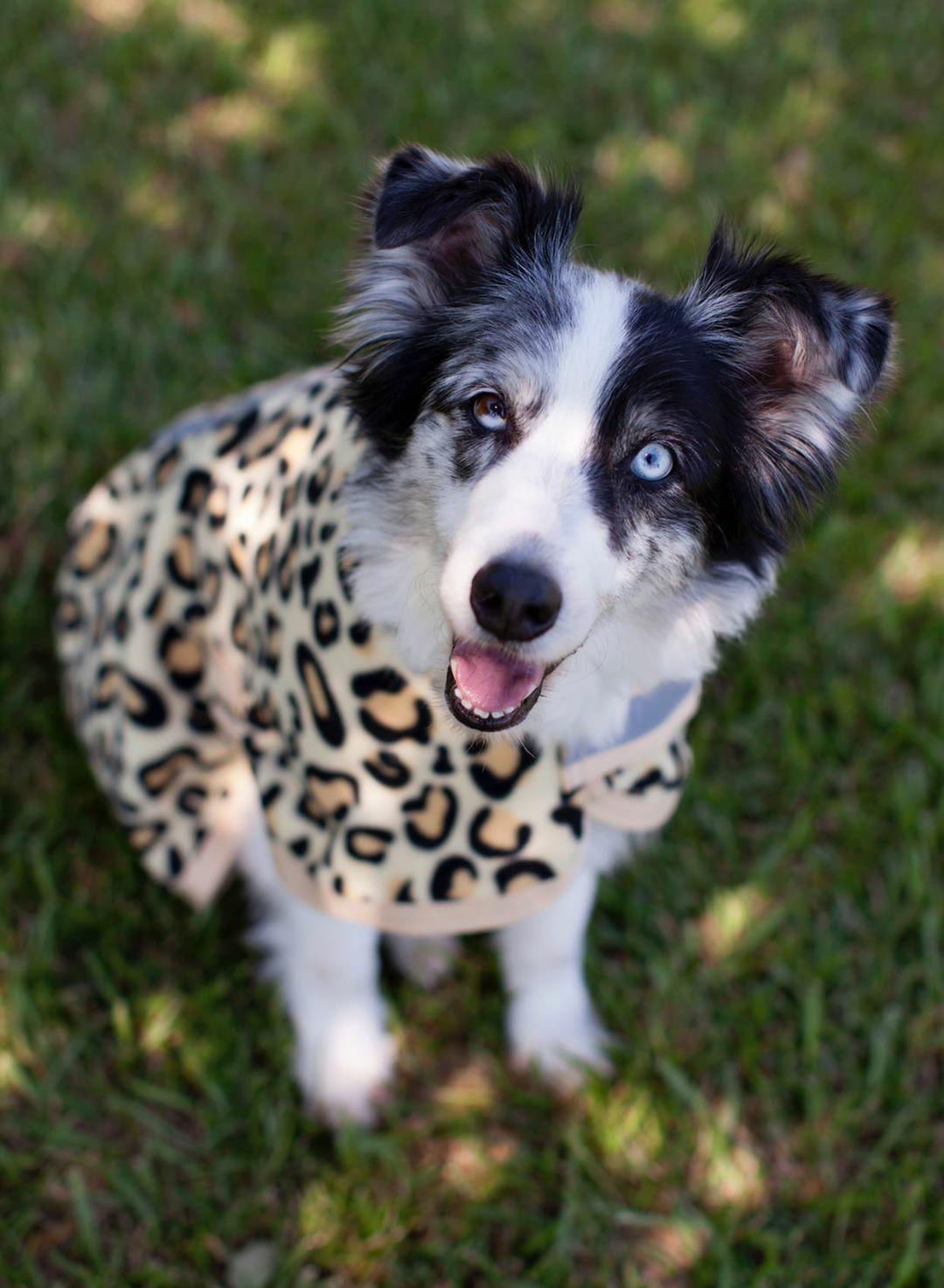 Image of Jeffers Expression Moisture-Wicking Fleece Dog Coat