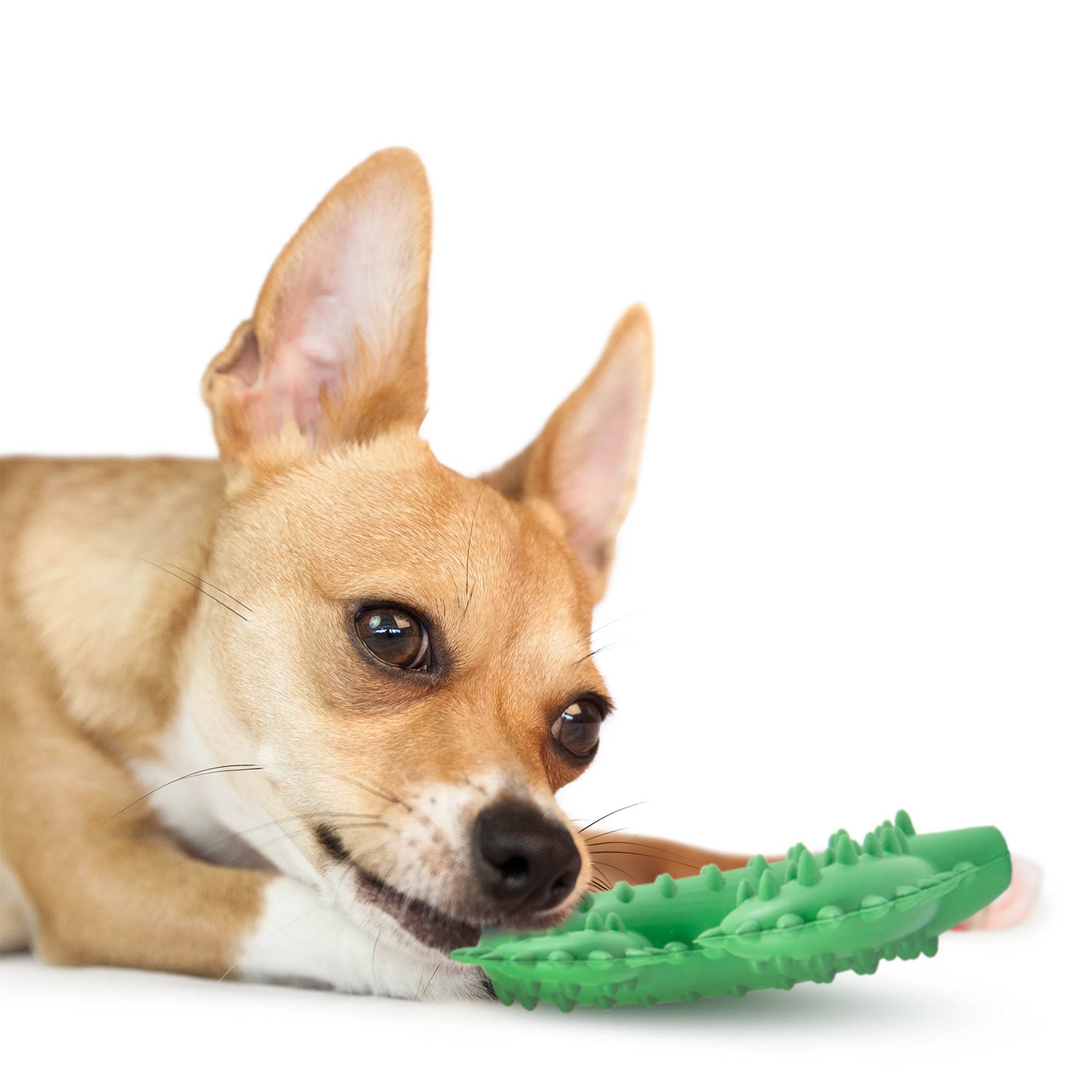 Image of Jeffers Cactus Natural Rubber Dental Chew Toy for Dogs for Healthy Chewing Habits