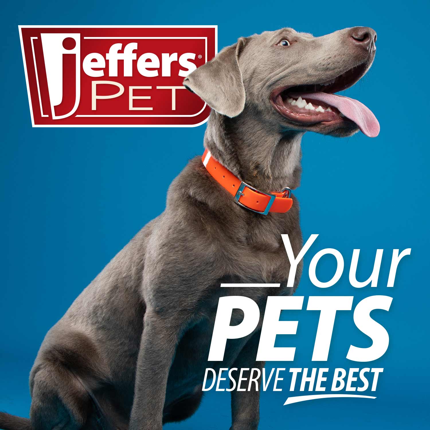 Image of Jeffers Dog Ear Cleaning Wipes, 100 Count