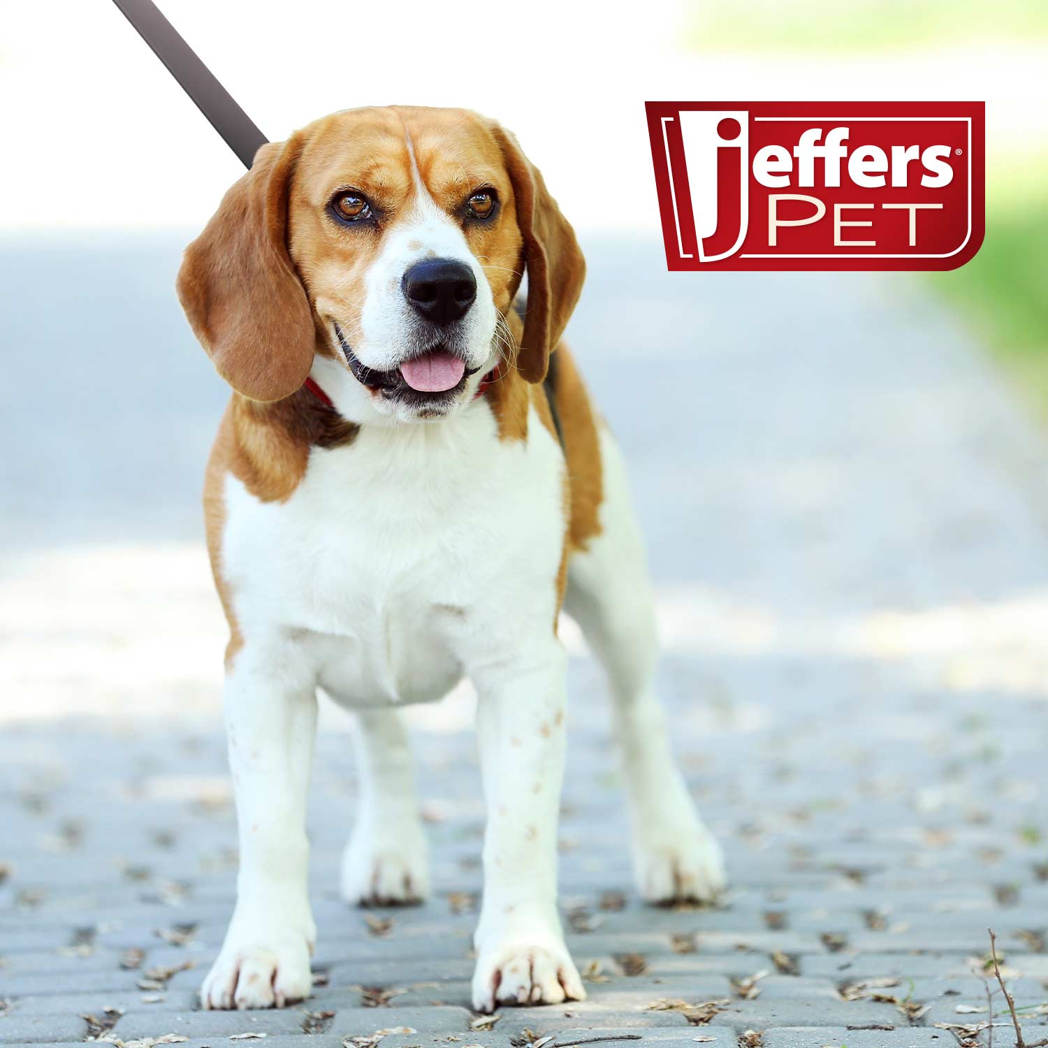 Image of Jeffers Flat Leather Dog Leash with Hand Strap Handle, 6 Feet Long