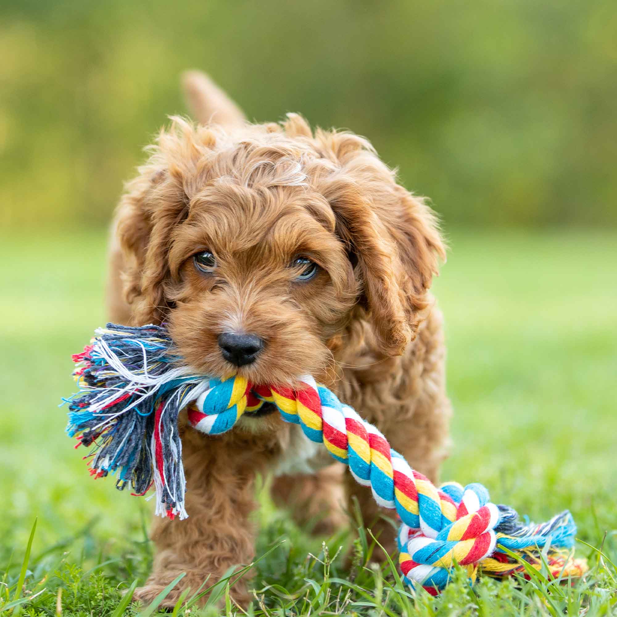 Image of Jeffers Multi-Colored Braided Rope Bone Tug Toy for Dogs