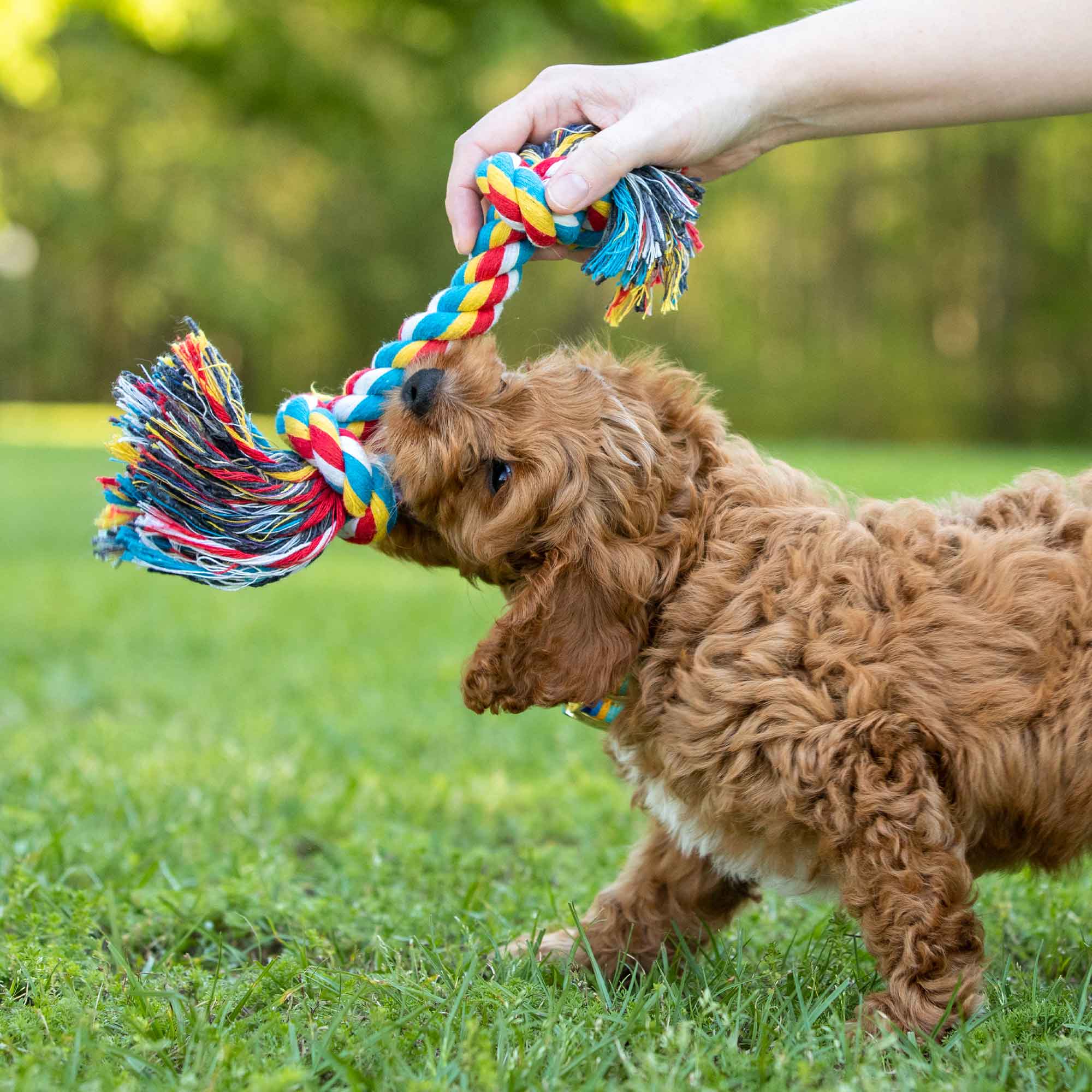 Image of Jeffers Multi-Colored Braided Rope Bone Tug Toy for Dogs