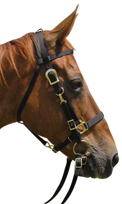 Image of Jeffers Nylon Combination Horse Halter Bridle with Reins