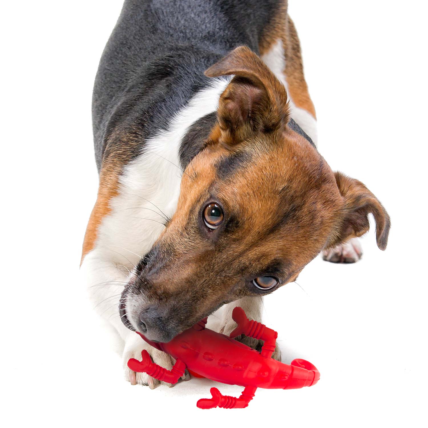 Image of Jeffers Red Chameleon Natural Eco-Friendly Rubber Dental Dog Chew Toy for Medium Chewers