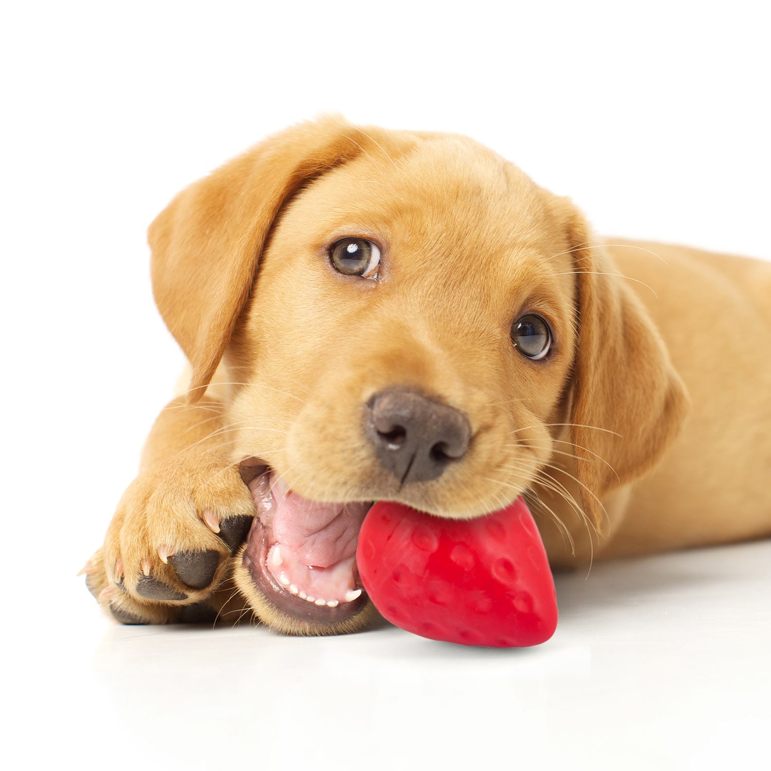 Image of Jeffers Squeaky Strawberry Natural Rubber Dog Dental Chew Toy with Squeaker & Vanilla Scent for Medium Chewers