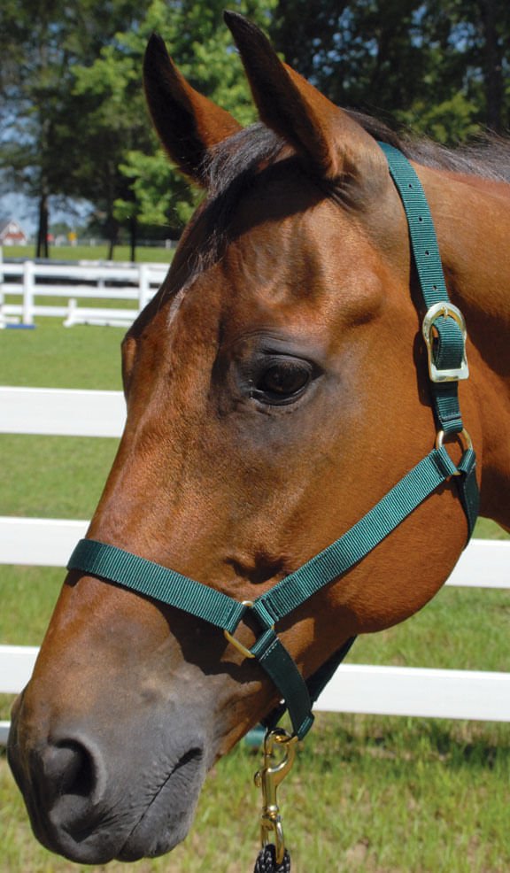Image of Jeffers Turnout Nylon Horse Halters, 2-Ply, 1