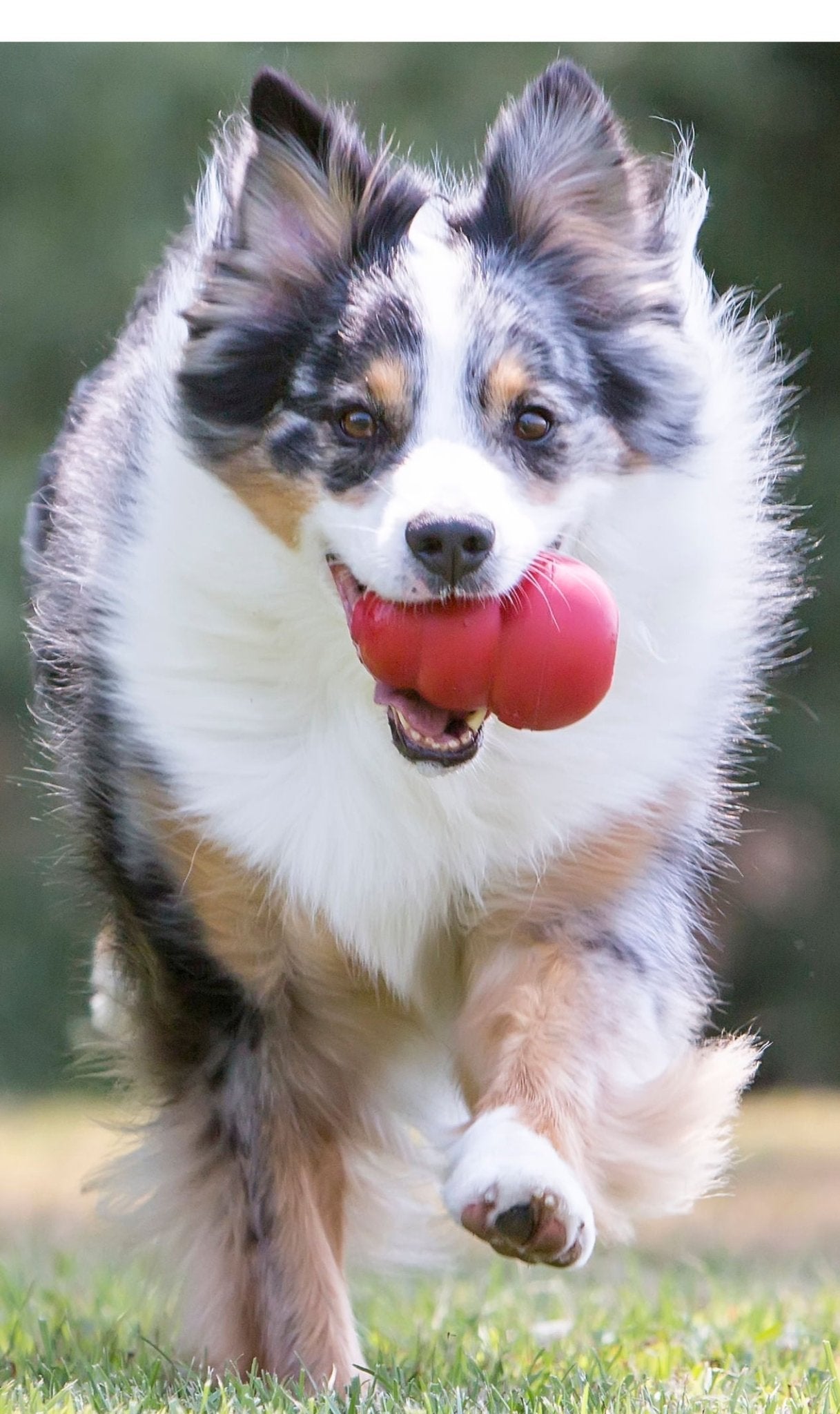 Image of KONG Classic Dog Toy