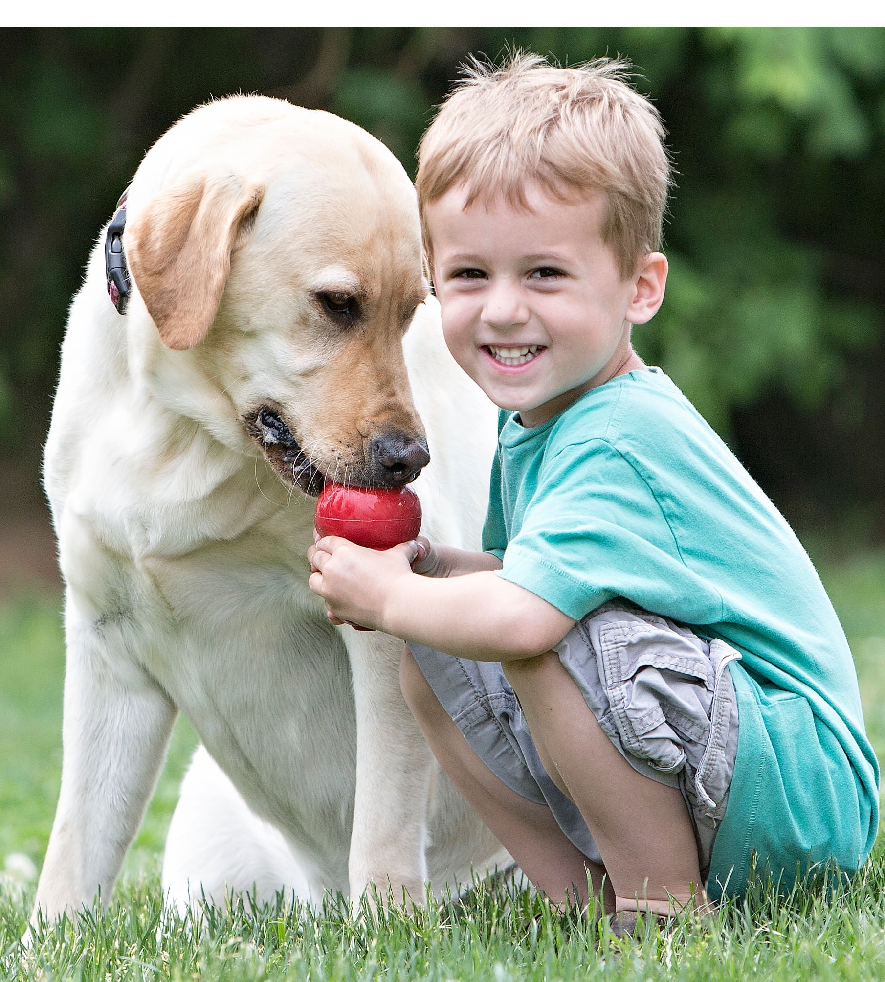 Image of KONG Classic Dog Toy