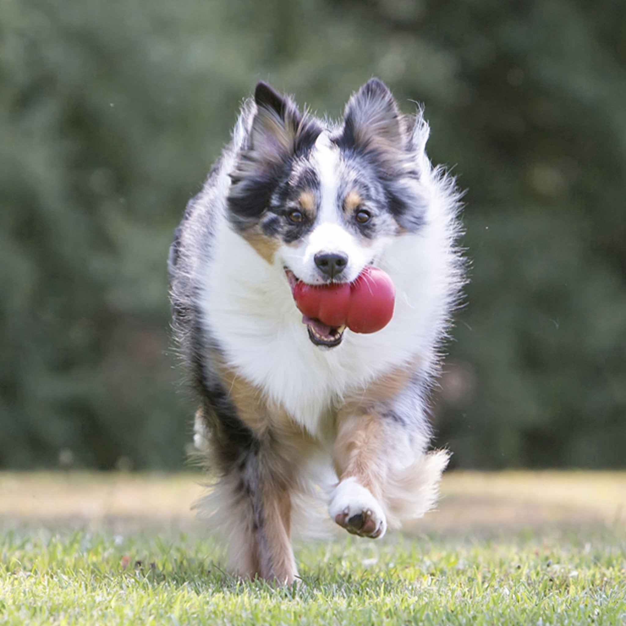 Image of KONG Classic Dog Toy