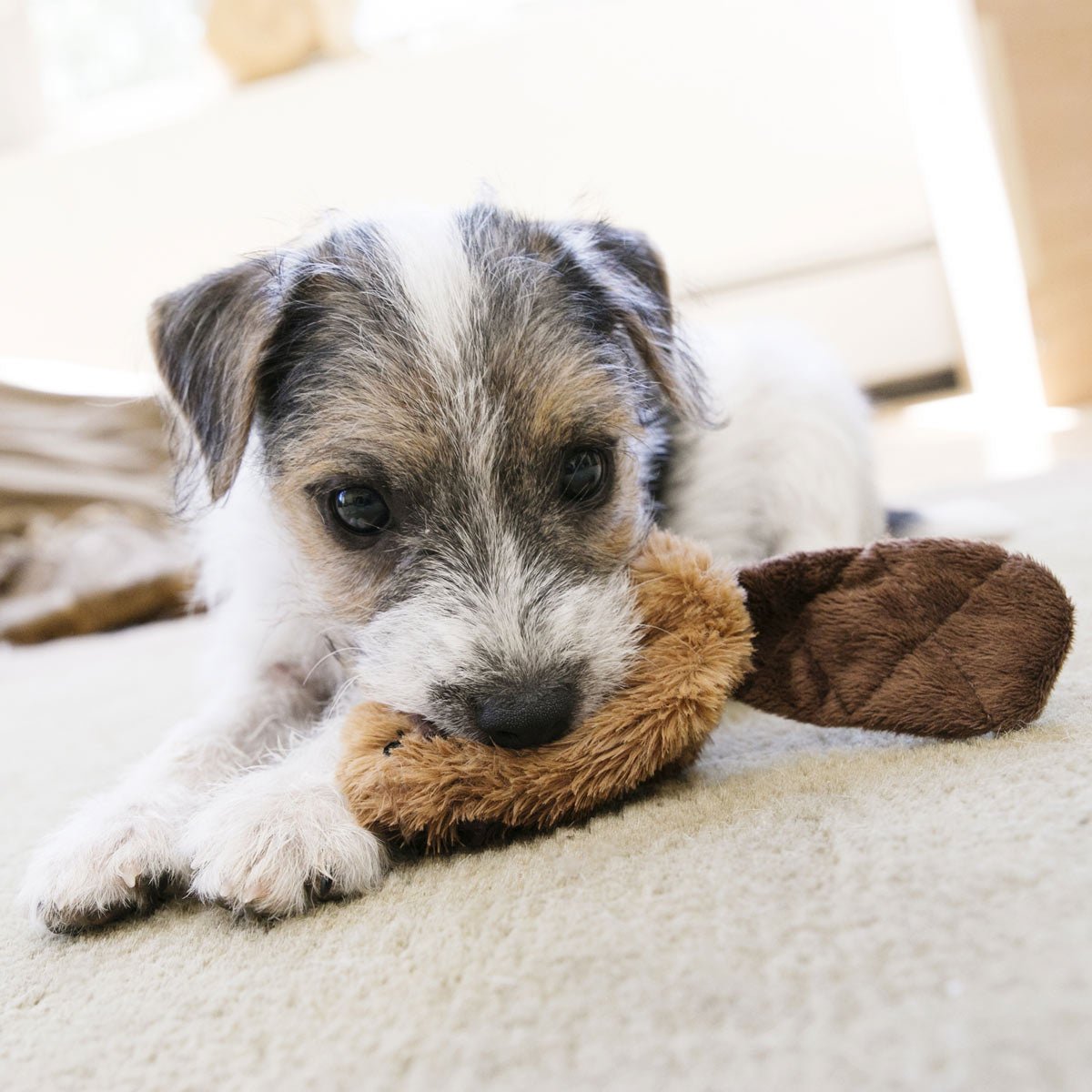 Image of KONG Dr. Noyz X-Small Plush Dog Toys – Stuffing-Free, Soft Cuddle Toy with Removable and Extra Squeaker for Small Dogs