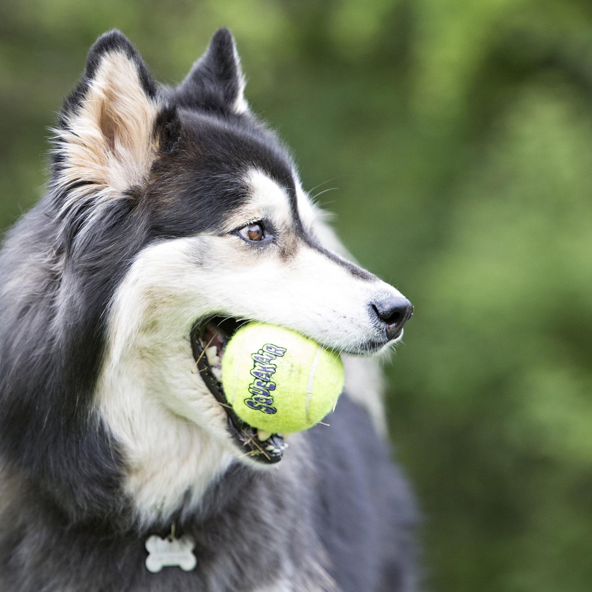 Image of KONG SqueakAir® Ball – Durable Squeaker Tennis Ball Dog Toy for Fetch & Play
