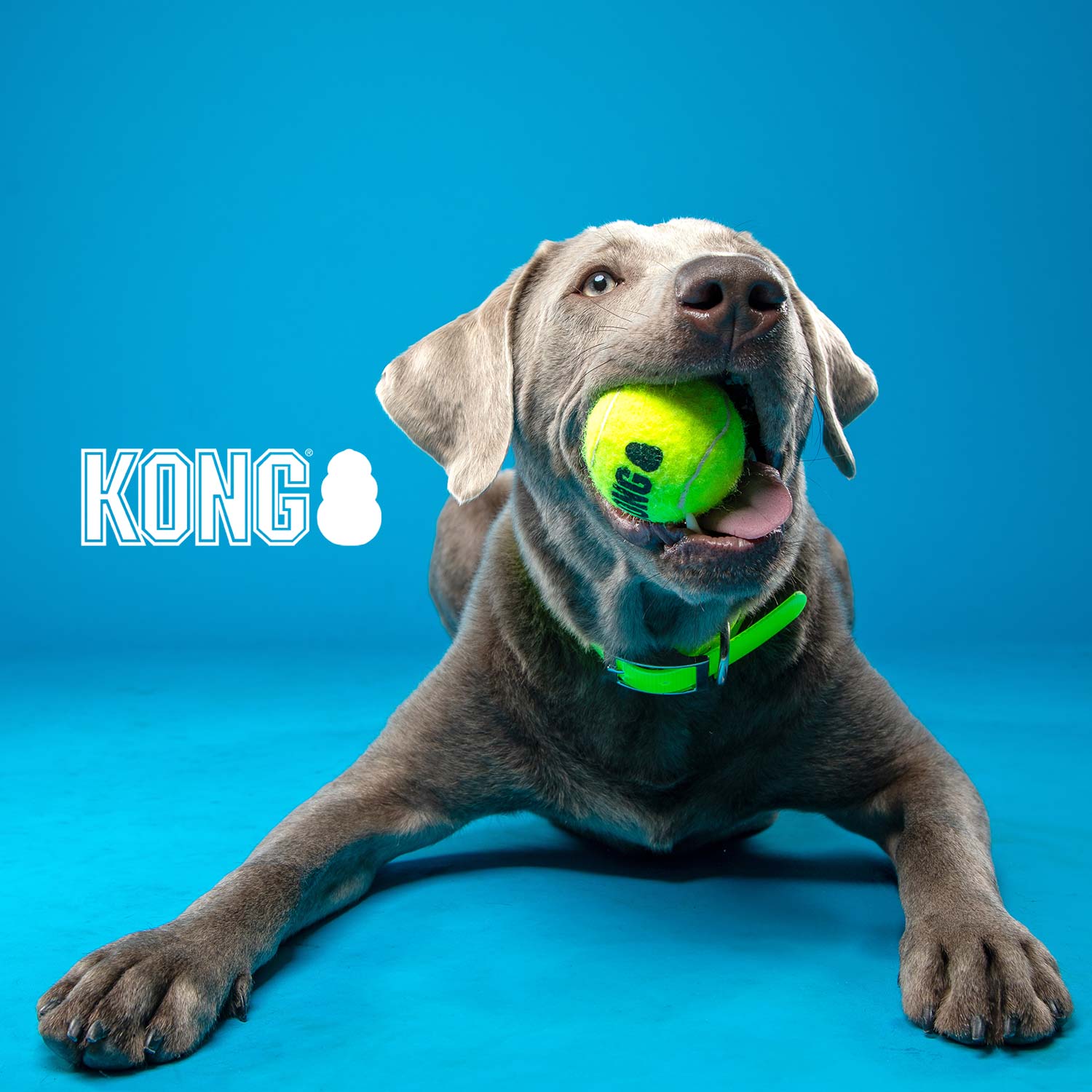 Image of KONG SqueakAir® Ball – Durable Squeaker Tennis Ball Dog Toy for Fetch & Play