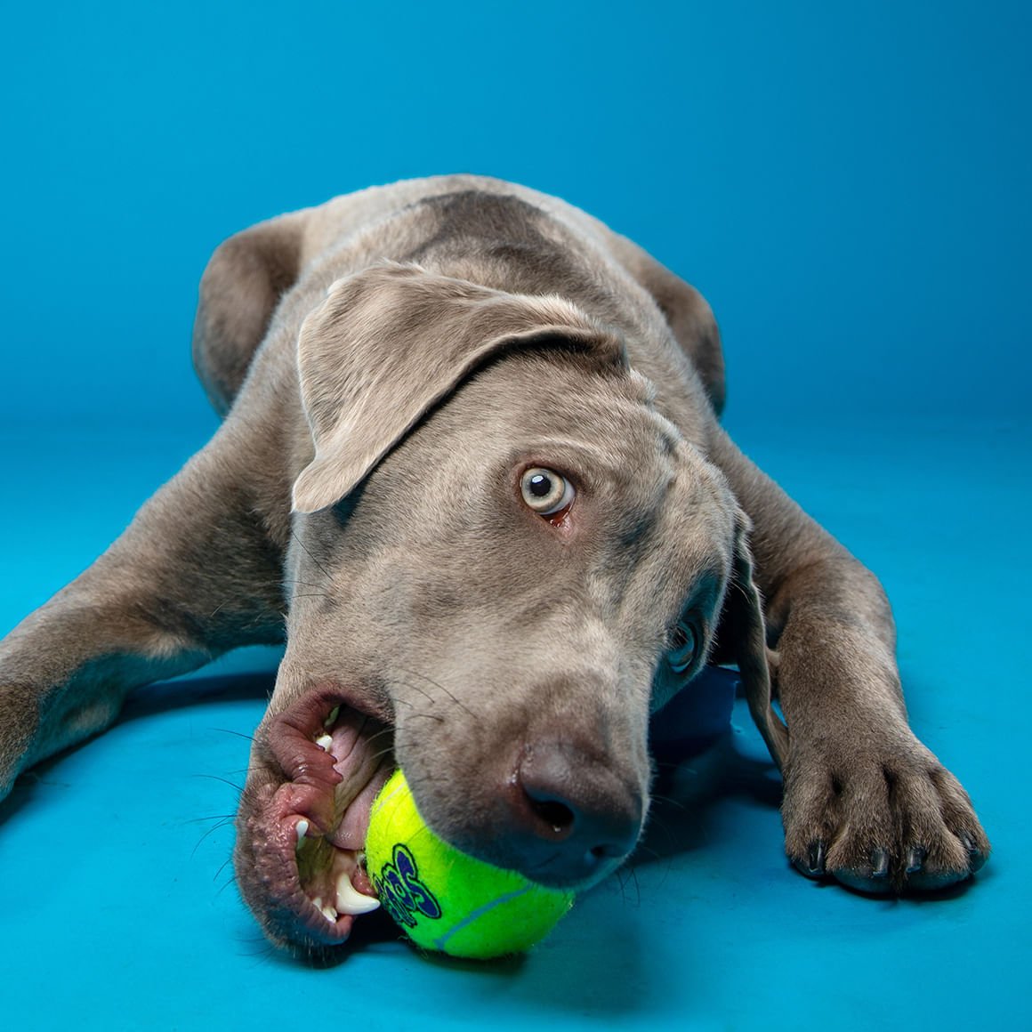 Image of KONG SqueakAir® Ball – Durable Squeaker Tennis Ball Dog Toy for Fetch & Play
