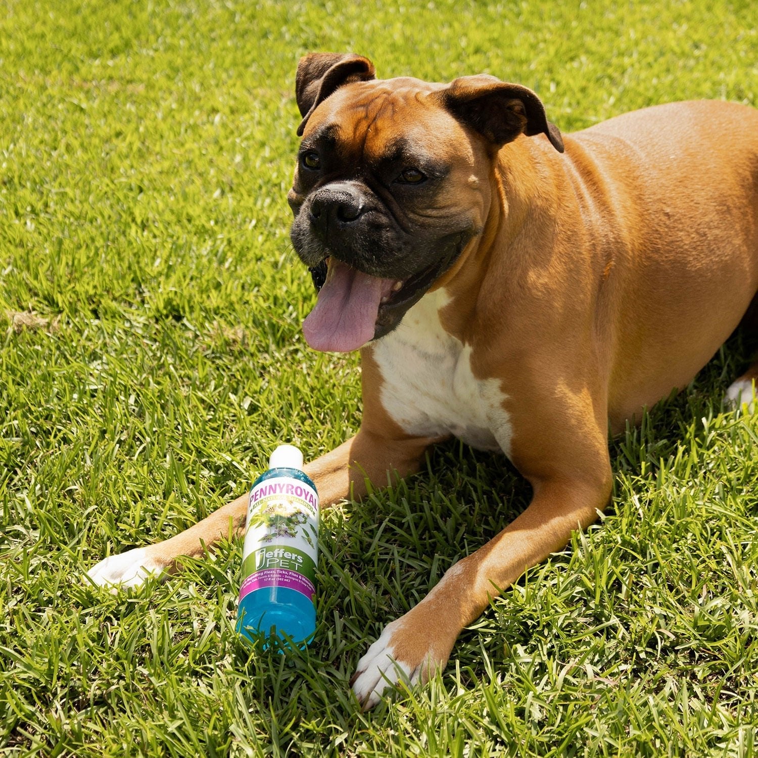 Image of Jeffers Natural Flea & Tick Pennyroyal Dog Shampoo - Aids in Repelling Fleas, Ticks, Flies & Mosquitos