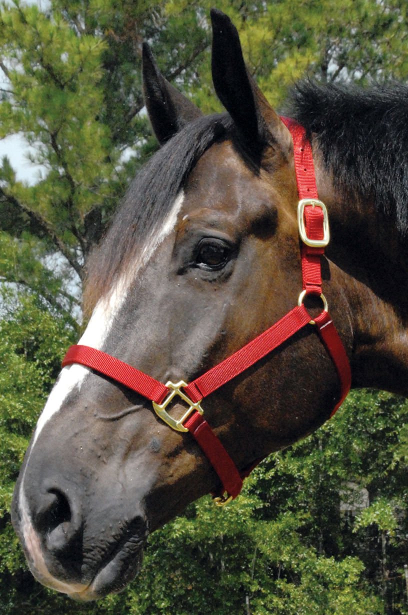 Image of Jeffers Premium Nylon Weanling & Yearling Horse Halters, 3-Ply, 1