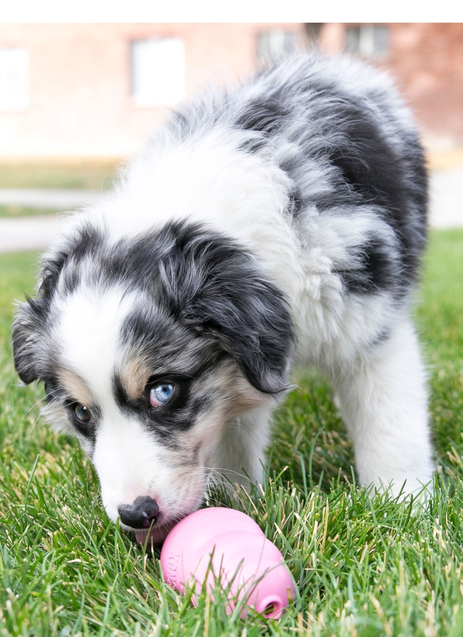 Image of Puppy KONG Treat-Stuffing Chew Dog Toy