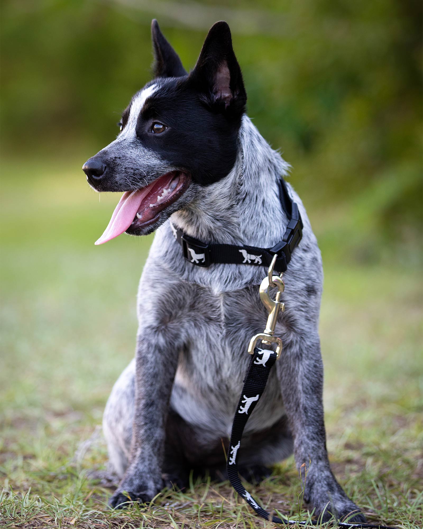 Image of Jeffers Reflective Dog Collar