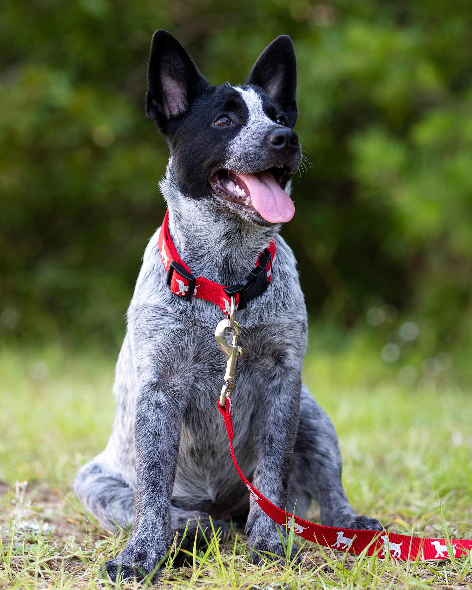 Image of Jeffers Reflective Hound Series Nylon Dog Leash, 4 ft Long